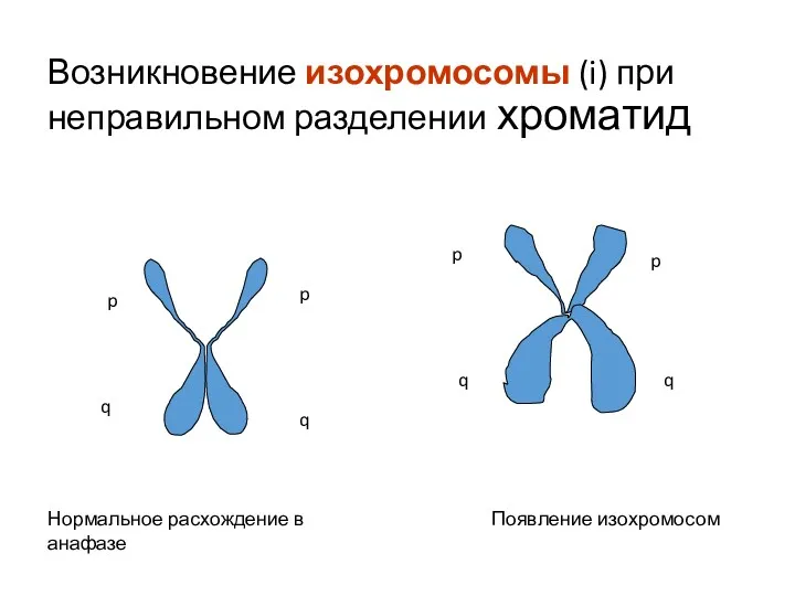 Возникновение изохромосомы (i) при неправильном разделении хроматид p q p