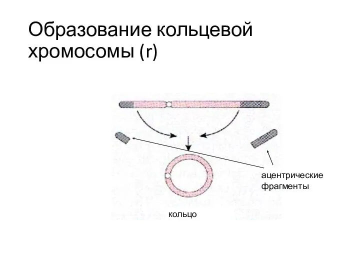 Образование кольцевой хромосомы (r) кольцо ацентрические фрагменты