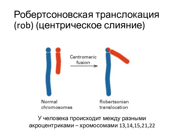 Робертсоновская транслокация (rob) (центрическое слияние) У человека происходит между разными акроцентриками – хромосомами 13,14,15,21,22