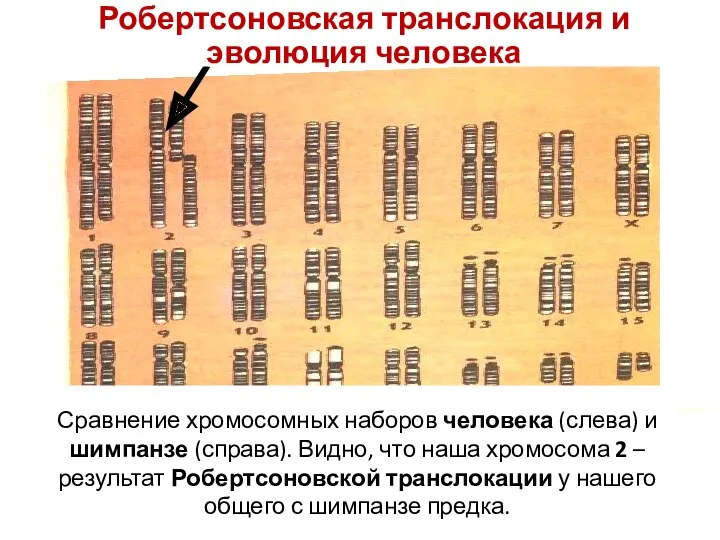 Сравнение хромосомных наборов человека (слева) и шимпанзе (справа). Видно, что