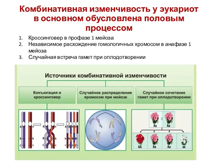 Комбинативная изменчивость у эукариот в основном обусловлена половым процессом Кроссинговер