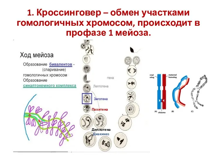 1. Кроссинговер – обмен участками гомологичных хромосом, происходит в профазе 1 мейоза. Пахитена Диплотена Диакинез