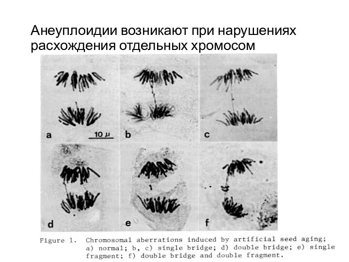 Анеуплоидии возникают при нарушениях расхождения отдельных хромосом