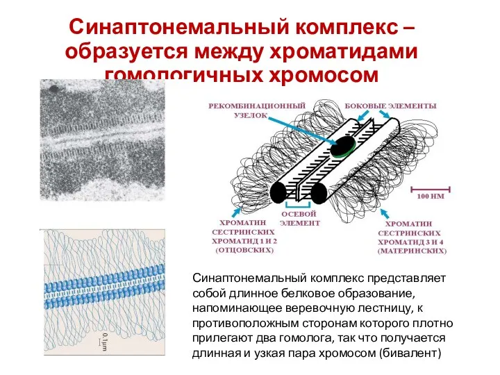 Синаптонемальный комплекс – образуется между хроматидами гомологичных хромосом Синаптонемальный комплекс