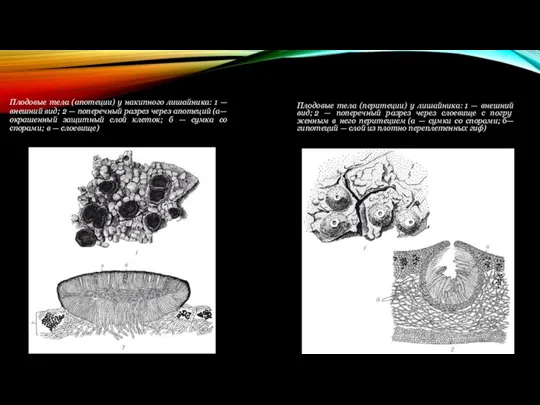 Плодовые тела (апотеции) у накипного лишайника: 1 — внешний вид;