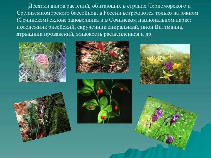Десятки видов растений, обитающих в странах Черноморского и Средиземноморского бассейнов,