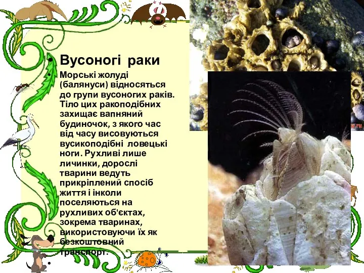 Вусоногі раки Морські жолуді (балянуси) відносяться до групи вусоногих раків. Тіло цих ракоподібних