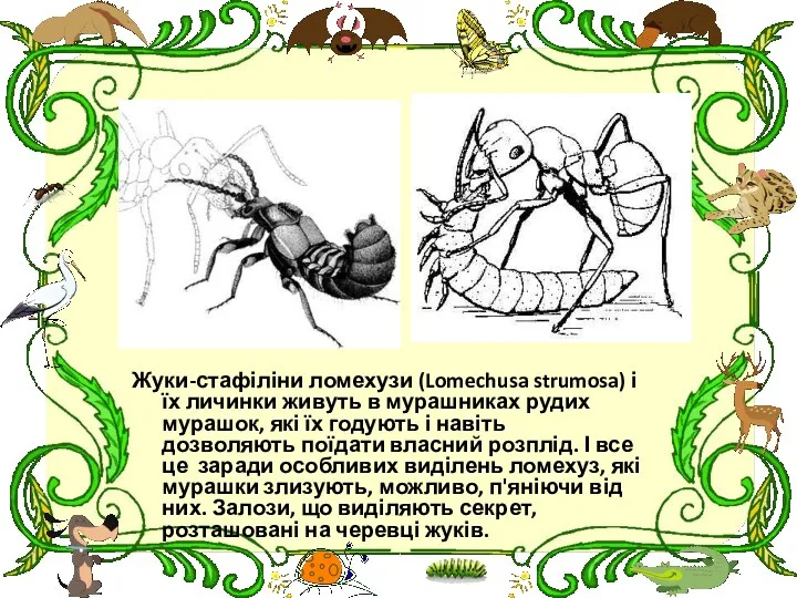 Жуки-стафіліни ломехузи (Lomechusa strumosa) і їх личинки живуть в мурашниках рудих мурашок, які