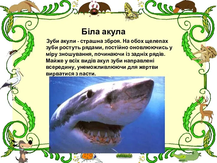 Біла акула Зуби акули - страшна зброя. На обох щелепах зуби ростуть рядами,