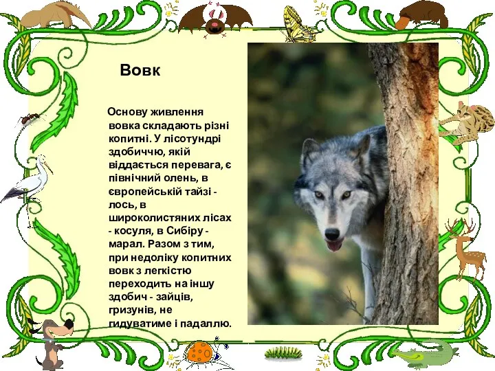 Вовк Основу живлення вовка складають різні копитні. У лісотундрі здобиччю, якій віддається перевага,