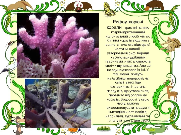 Рифоутворючі корали - крихітні поліпи, котрим притаманний колоніальний спосіб життя. Клітини коралів виділяють