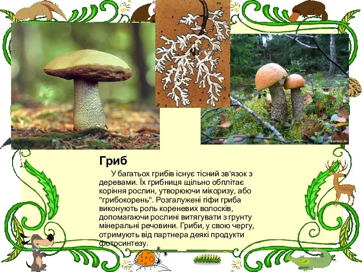 Гриб У багатьох грибів існує тісний зв'язок з деревами. Їх грибниця щільно обплітає