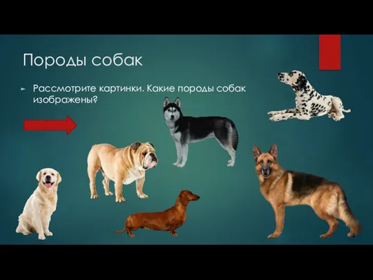 Породы собак Рассмотрите картинки. Какие породы собак изображены?