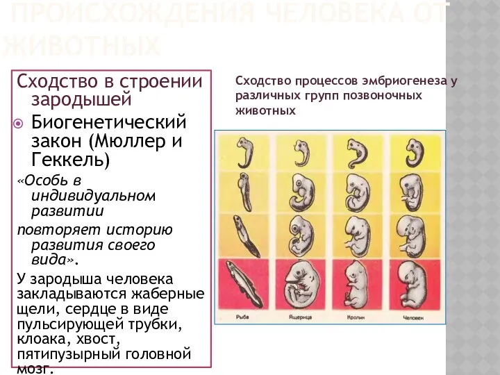 ПРОИСХОЖДЕНИЯ ЧЕЛОВЕКА ОТ ЖИВОТНЫХ Сходство в строении зародышей Биогенетический закон