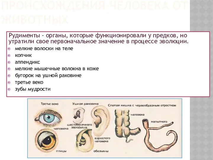 ДОКАЗАТЕЛЬСТВА ПРОИСХОЖДЕНИЯ ЧЕЛОВЕКА ОТ ЖИВОТНЫХ Рудименты - органы, которые функционировали