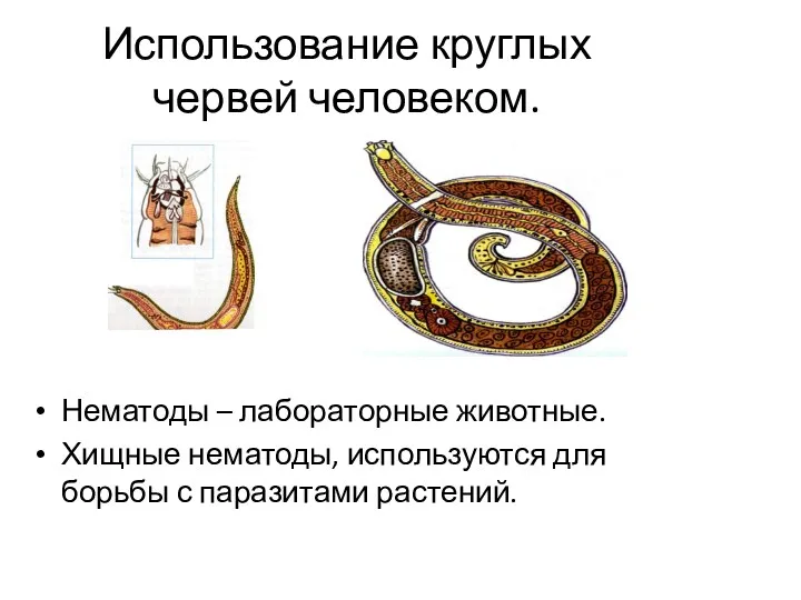 Использование круглых червей человеком. Нематоды – лабораторные животные. Хищные нематоды, используются для борьбы с паразитами растений.