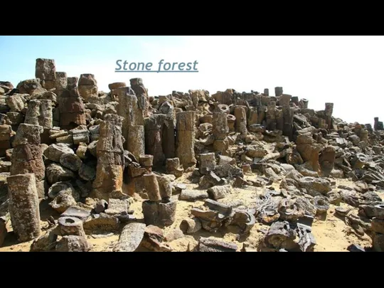 Stone forest