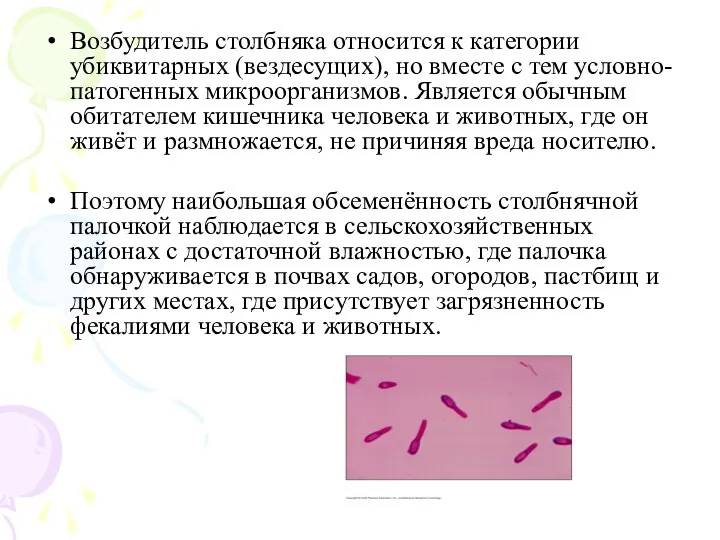 Возбудитель столбняка относится к категории убиквитарных (вездесущих), но вместе с тем условно-патогенных микроорганизмов.