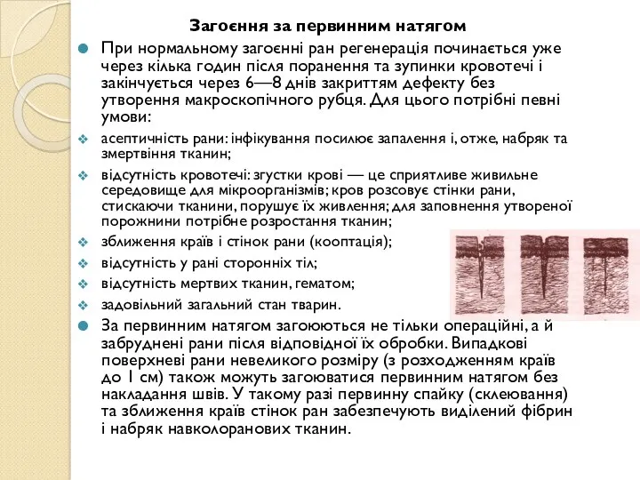 Загоєння за первинним натягом При нормальному загоєнні ран регенерація починається