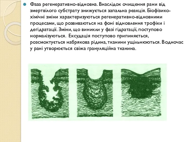 Фаза регенеративно-відновна. Внаслідок очищення рани від змертвілого субстрату знижується запальна