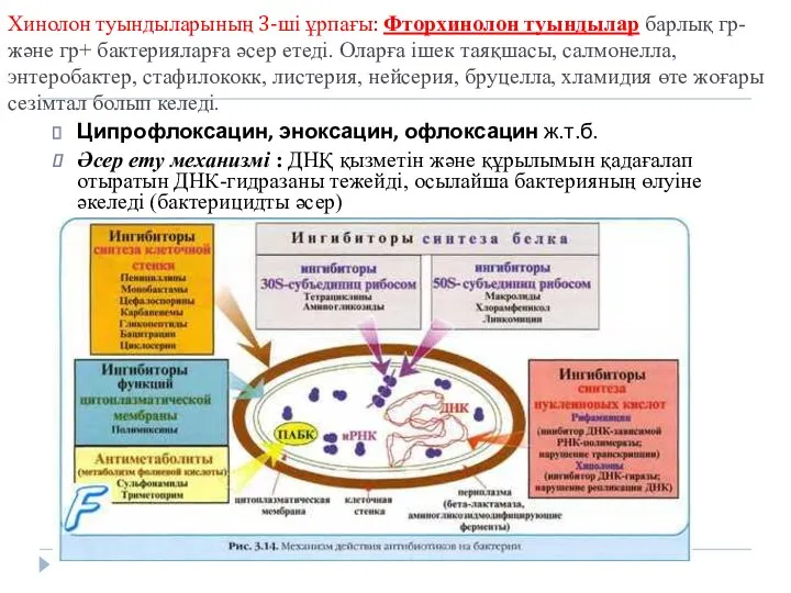 Хинолон туындыларының 3-ші ұрпағы: Фторхинолон туындылар барлық гр- және гр+ бактерияларға әсер етеді.