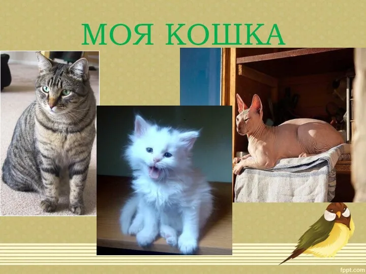 МОЯ КОШКА