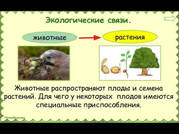 Экологические связи. животные растения Животные распространяют плоды и семена растений. Для чего у