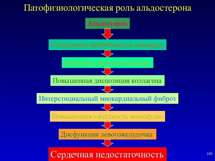 Патофизиологическая роль альдостерона Альдостерон Стимуляция фибробластов миокарда Усиление синтеза коллагена