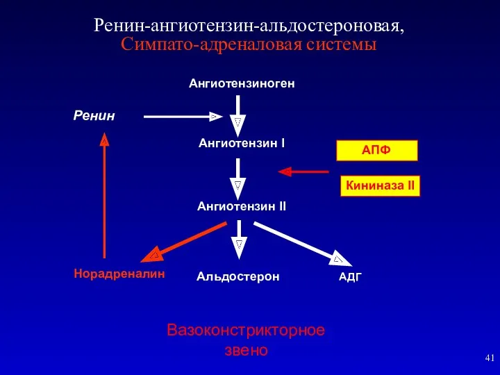 Ренин Ренин-ангиотензин-альдостероновая, Симпато-адреналовая системы Вазоконстрикторное звено Кининаза II АПФ