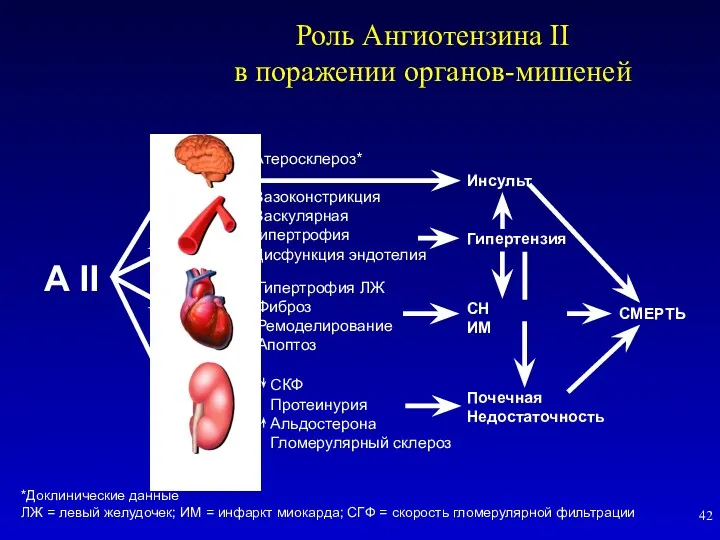 Роль Ангиотензина II в поражении органов-мишеней