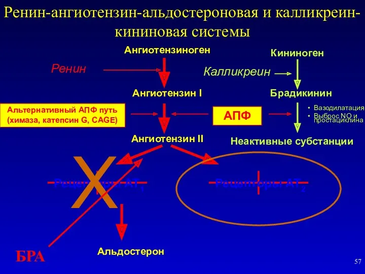 Ангиотензиноген Ангиотензин I Ангиотензин II Ренин АПФ Брадикинин Неактивные субстанции