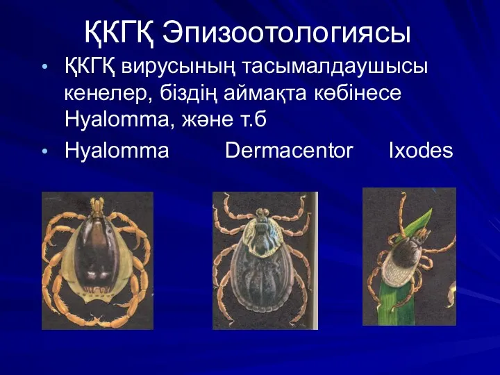 ҚКГҚ Эпизоотологиясы ҚКГҚ вирусының тасымалдаушысы кенелер, біздің аймақта көбінесе Hyalomma, және т.б Hyalomma Dermacentor Ixodes
