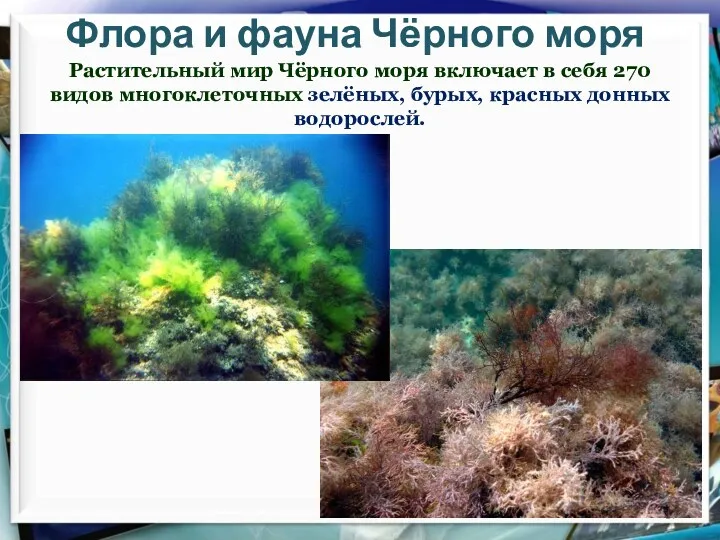 Флора и фауна Чёрного моря Растительный мир Чёрного моря включает