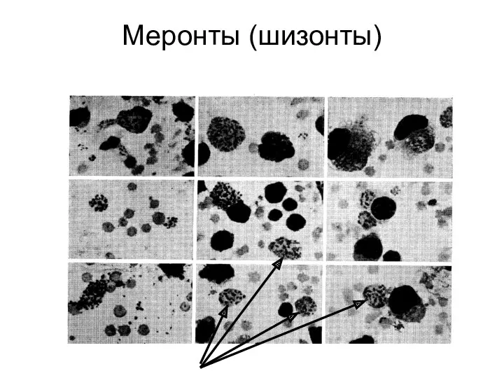 Меронты (шизонты)