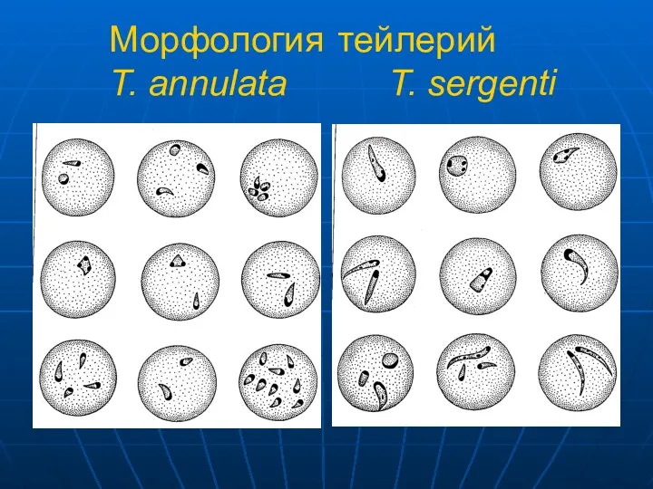 Морфология тейлерий T. annulata T. sergenti