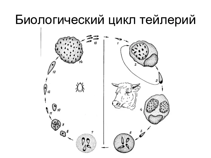 Биологический цикл тейлерий