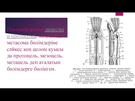 Погонофоралар денесінің протосома, мезосома, метасома бөлімдеріне сәйкес кең целом куысы