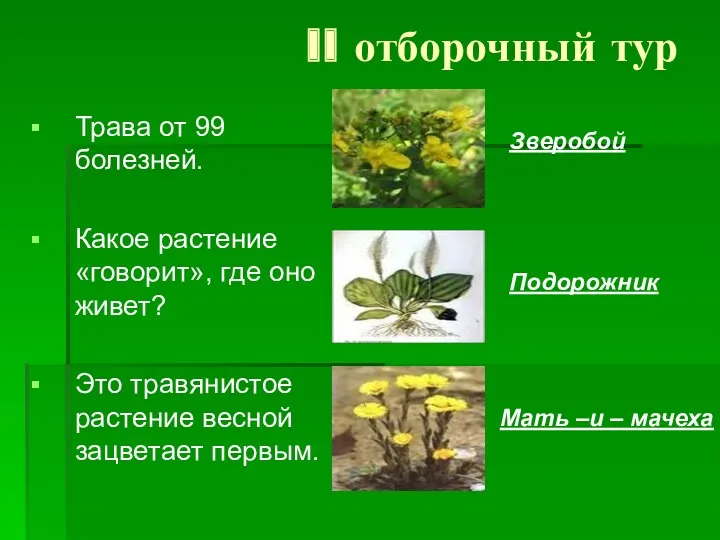 II отборочный тур Трава от 99 болезней. Какое растение «говорит»,