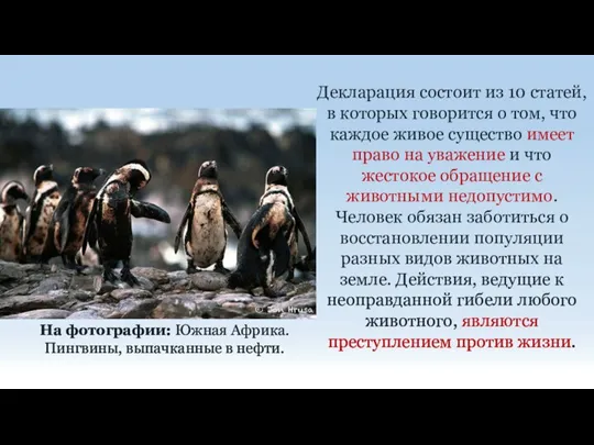 Декларация состоит из 10 статей, в которых говорится о том,