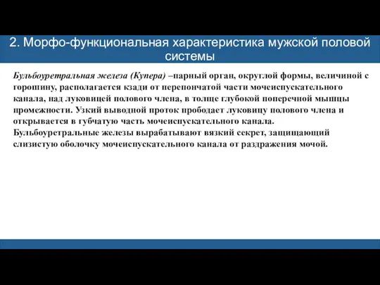 2. Морфо-функциональная характеристика мужской половой системы Бульбоуретральная железа (Купера) –парный