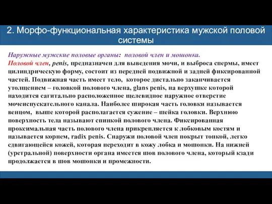 2. Морфо-функциональная характеристика мужской половой системы Наружные мужские половые органы: