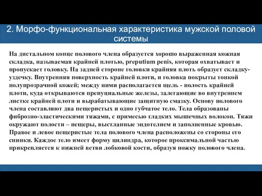 2. Морфо-функциональная характеристика мужской половой системы На дистальном конце полового