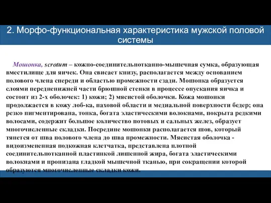 2. Морфо-функциональная характеристика мужской половой системы Мошонка, scrotum – кожно-соединительнотканно-мышечная