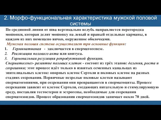 2. Морфо-функциональная характеристика мужской половой системы По срединной линии от