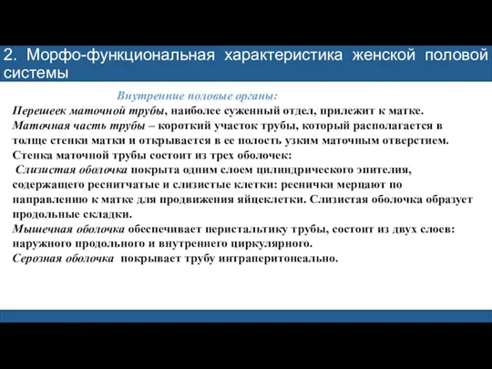 2. Морфо-функциональная характеристика женской половой системы Внутренние половые органы: Перешеек