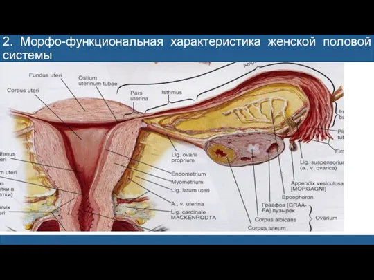 2. Морфо-функциональная характеристика женской половой системы