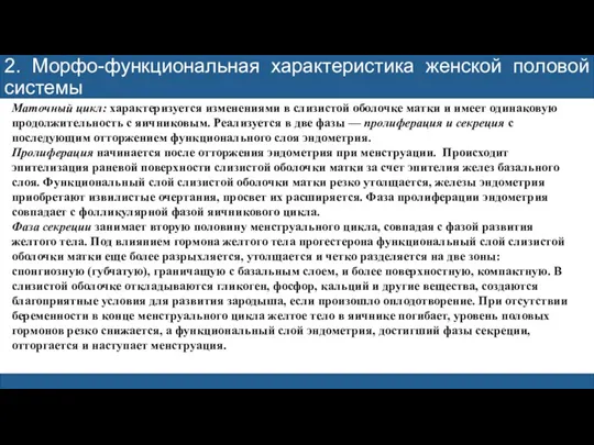 2. Морфо-функциональная характеристика женской половой системы Маточный цикл: характеризуется изменениями