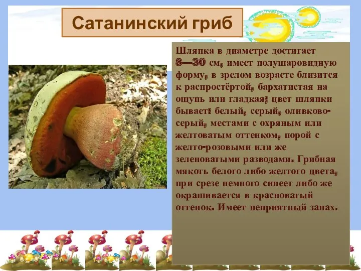 Сатанинский гриб Шляпка в диаметре достигает 8—30 см, имеет полушаровидную