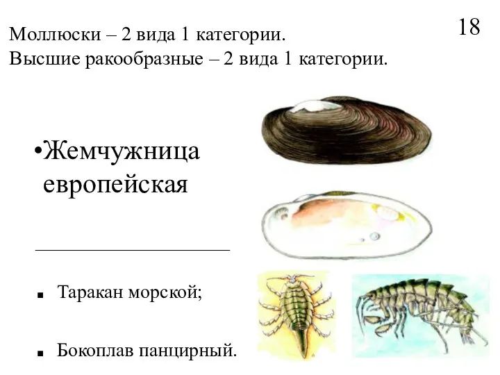 Моллюски – 2 вида 1 категории. Высшие ракообразные – 2