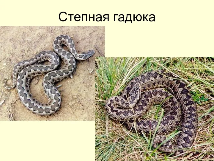 Степная гадюка